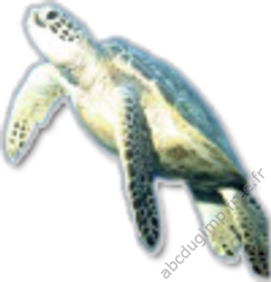 image flou de la tortue agrandie par interpolation